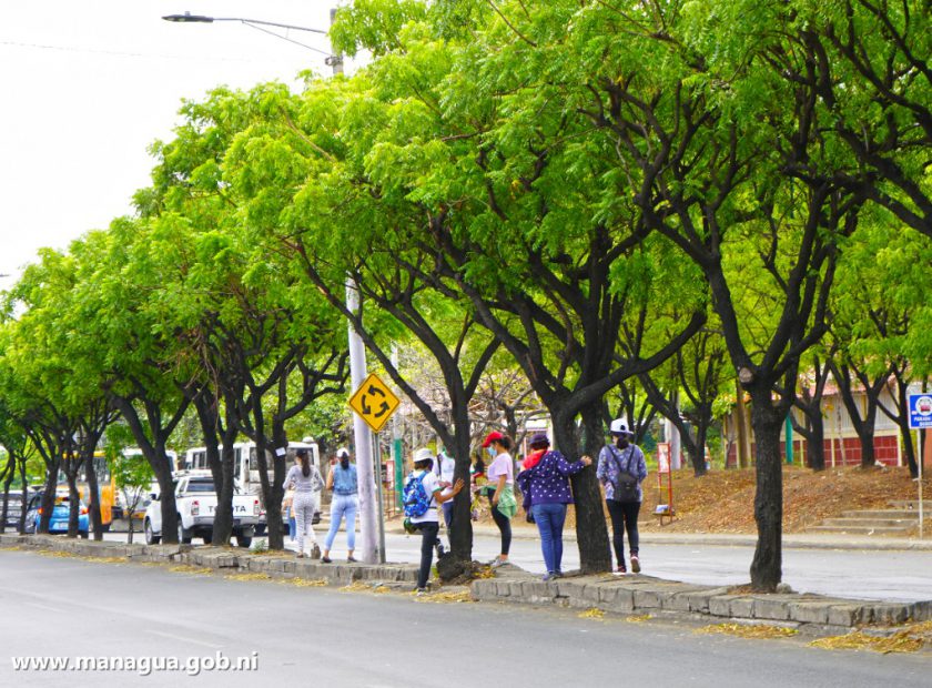 PORTADA. CENSO FORESTAL